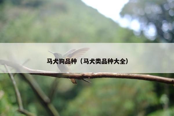 马犬狗品种（马犬类品种大全）