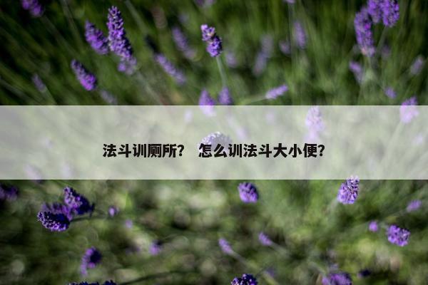 法斗训厕所？ 怎么训法斗大小便？