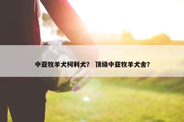 中亚牧羊犬柯利犬？ 顶级中亚牧羊犬舍？