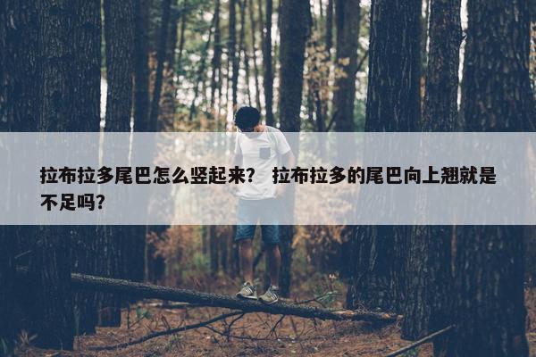 拉布拉多尾巴怎么竖起来？ 拉布拉多的尾巴向上翘就是不足吗？