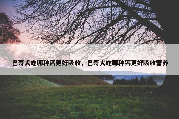 巴哥犬吃哪种钙更好吸收，巴哥犬吃哪种钙更好吸收营养