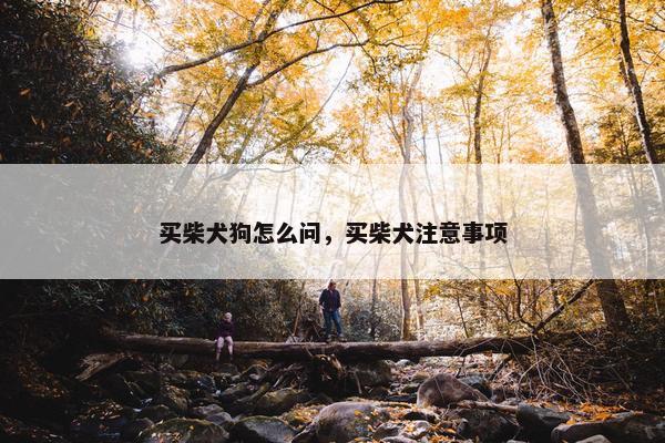 买柴犬狗怎么问，买柴犬注意事项