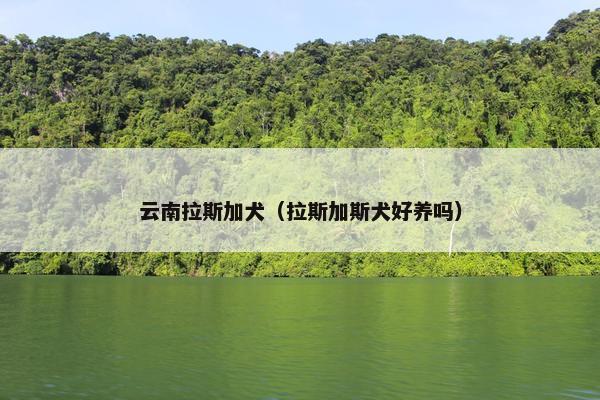 云南拉斯加犬（拉斯加斯犬好养吗）