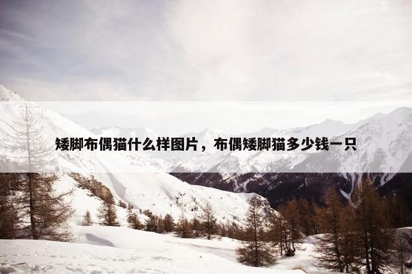 矮脚布偶猫什么样图片，布偶矮脚猫多少钱一只
