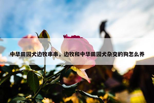 中华田园犬边牧串串，边牧和中华田园犬杂交的狗怎么养