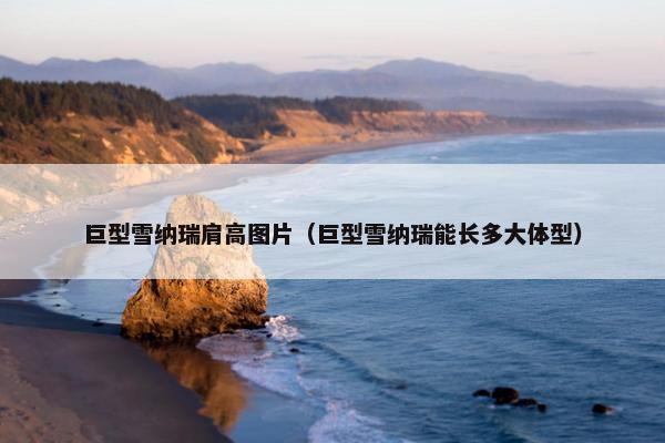 巨型雪纳瑞肩高图片（巨型雪纳瑞能长多大体型）