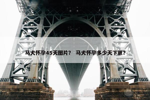 马犬怀孕45天图片？ 马犬怀孕多少天下崽？