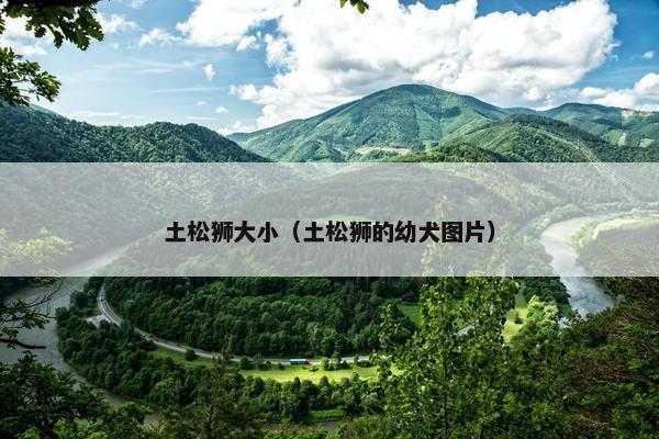 土松狮大小（土松狮的幼犬图片）