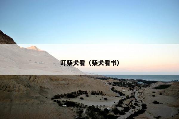 盯柴犬看（柴犬看书）