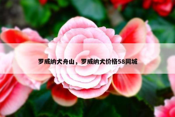罗威纳犬舟山，罗威纳犬价格58同城
