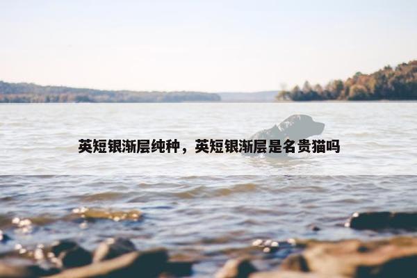 英短银渐层纯种，英短银渐层是名贵猫吗