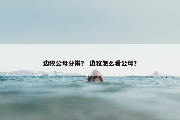 边牧公母分辨？ 边牧怎么看公母？