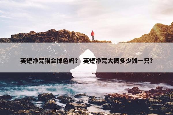 英短净梵猫会掉色吗？ 英短净梵大概多少钱一只？