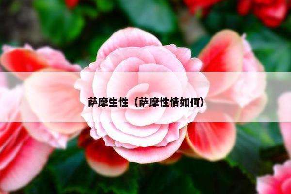 萨摩生性（萨摩性情如何）