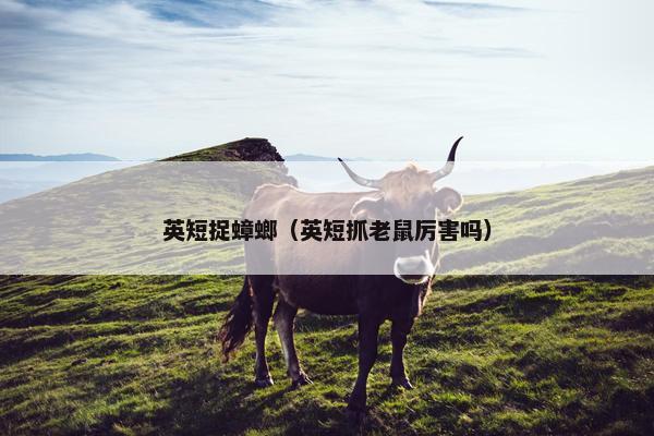 英短捉蟑螂（英短抓老鼠厉害吗）