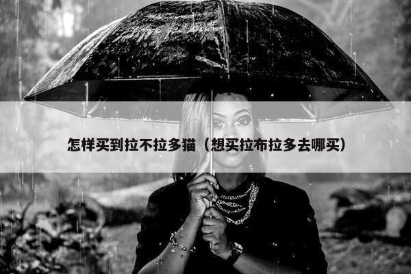 怎样买到拉不拉多猫（想买拉布拉多去哪买）