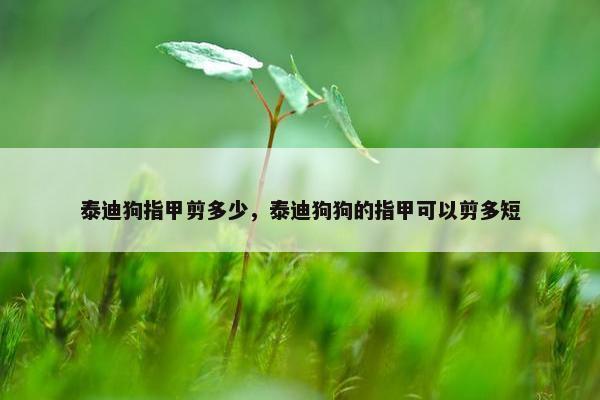 泰迪狗指甲剪多少，泰迪狗狗的指甲可以剪多短