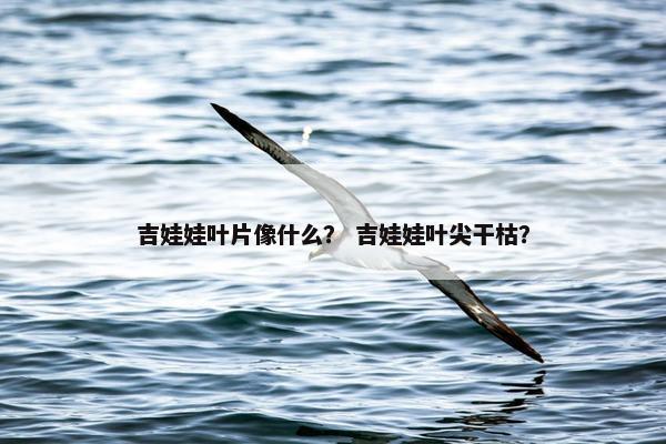吉娃娃叶片像什么？ 吉娃娃叶尖干枯？