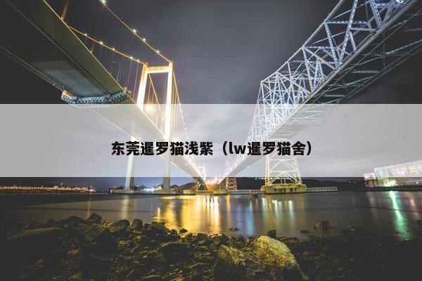 东莞暹罗猫浅紫（lw暹罗猫舍）
