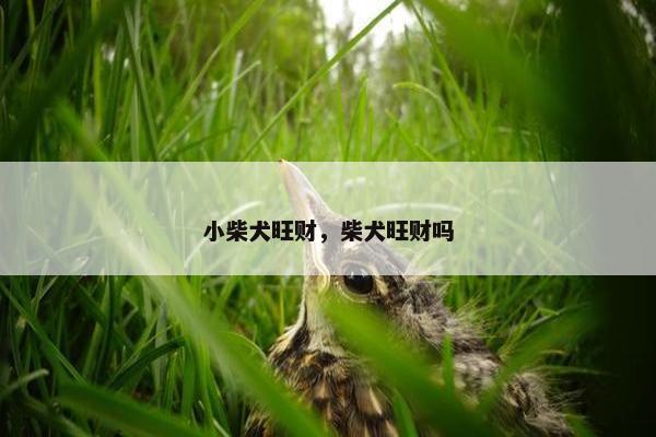 小柴犬旺财，柴犬旺财吗