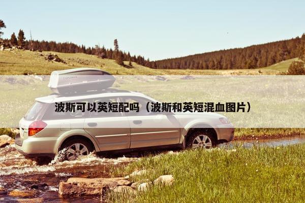 波斯可以英短配吗（波斯和英短混血图片）