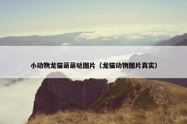 小动物龙猫萌萌哒图片（龙猫动物图片真实）