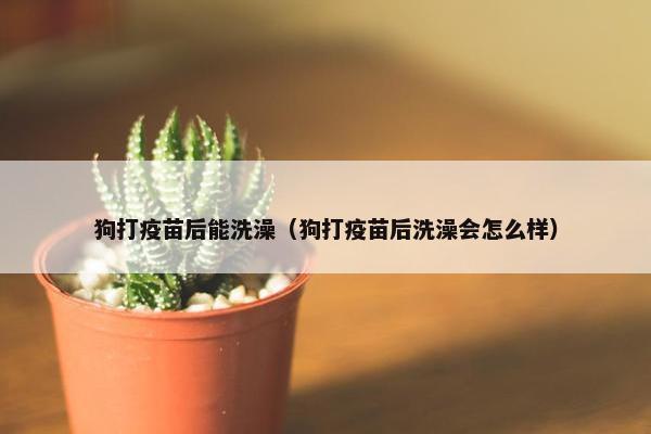 狗打疫苗后能洗澡（狗打疫苗后洗澡会怎么样）