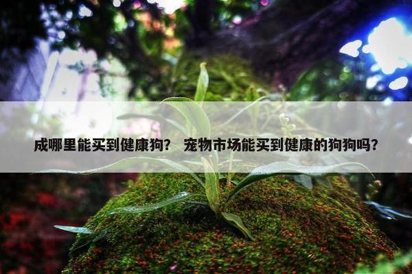 成哪里能买到健康狗？ 宠物市场能买到健康的狗狗吗？