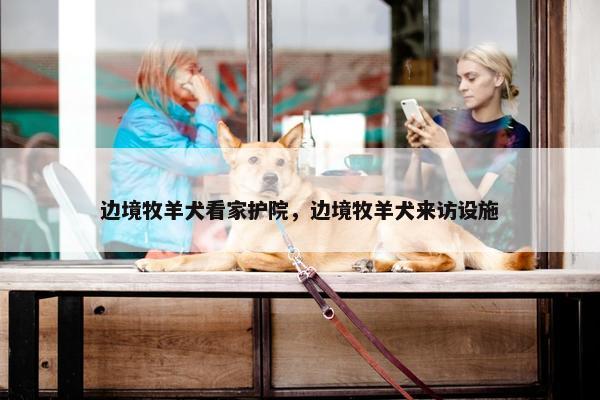 边境牧羊犬看家护院，边境牧羊犬来访设施