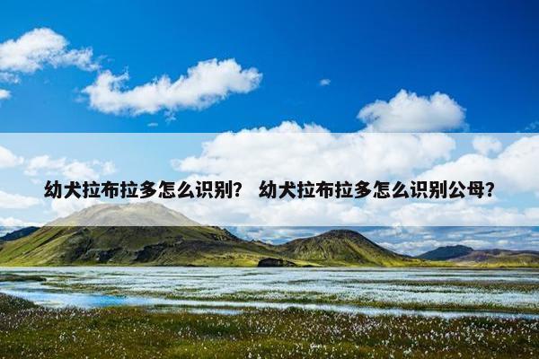 幼犬拉布拉多怎么识别？ 幼犬拉布拉多怎么识别公母？