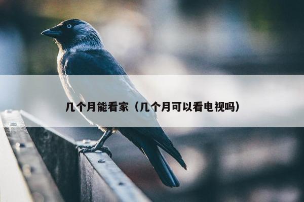 几个月能看家（几个月可以看电视吗）