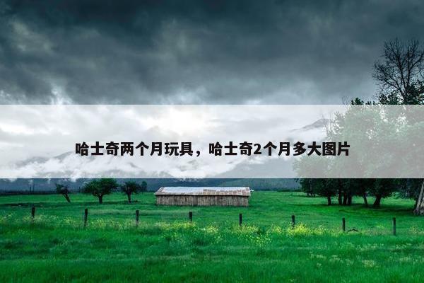 哈士奇两个月玩具，哈士奇2个月多大图片