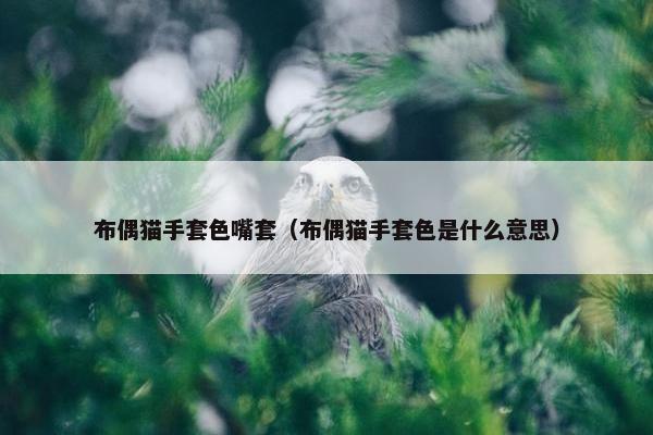 布偶猫手套色嘴套（布偶猫手套色是什么意思）