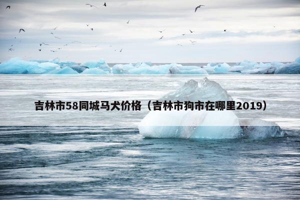 吉林市58同城马犬价格（吉林市狗市在哪里2019）