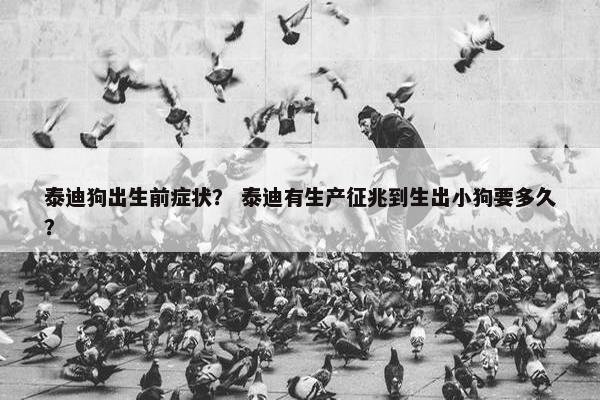 泰迪狗出生前症状？ 泰迪有生产征兆到生出小狗要多久？