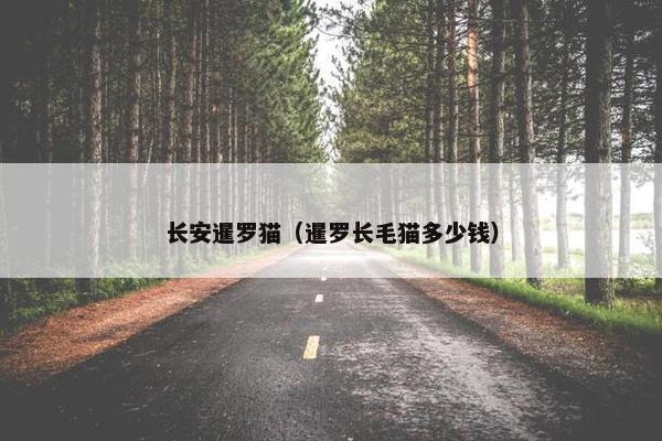 长安暹罗猫（暹罗长毛猫多少钱）