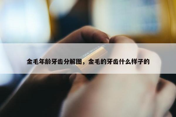 金毛年龄牙齿分解图，金毛的牙齿什么样子的