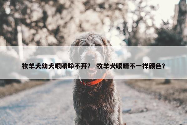 牧羊犬幼犬眼睛睁不开？ 牧羊犬眼睛不一样颜色？