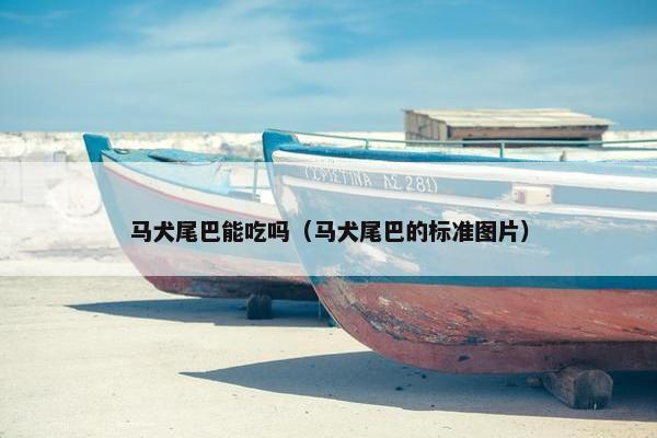 马犬尾巴能吃吗（马犬尾巴的标准图片）