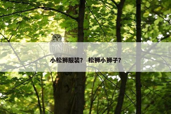 小松狮服装？ 松狮小狮子？
