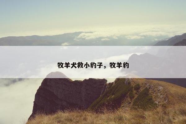 牧羊犬救小豹子，牧羊豹