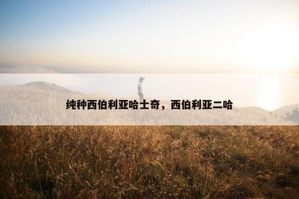 纯种西伯利亚哈士奇,西伯利亚二哈 纯种西伯利亚哈士奇,西伯利亚二哈