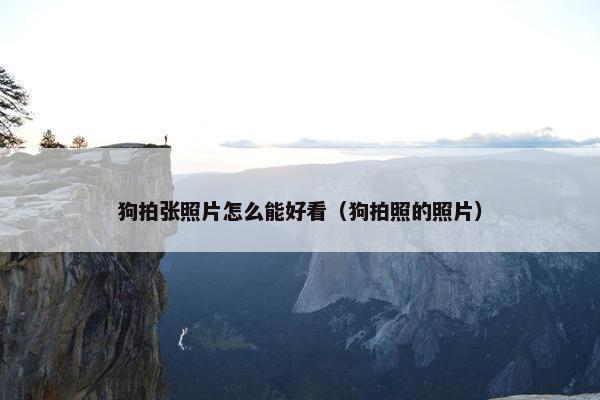 狗拍张照片怎么能好看（狗拍照的照片）
