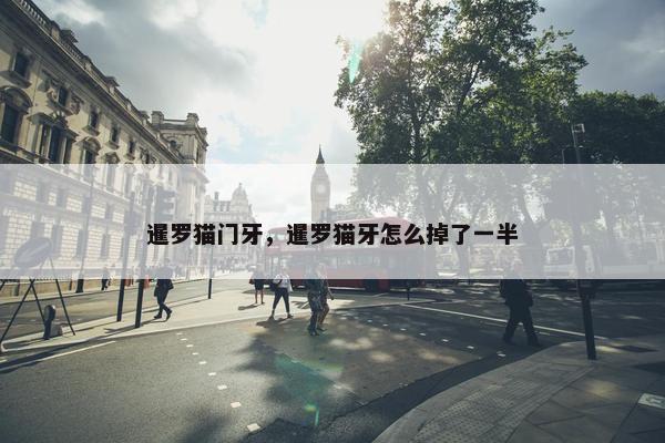 暹罗猫门牙，暹罗猫牙怎么掉了一半