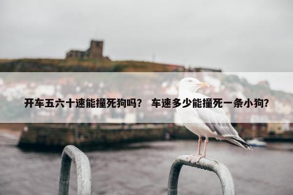 开车五六十速能撞死狗吗？ 车速多少能撞死一条小狗？