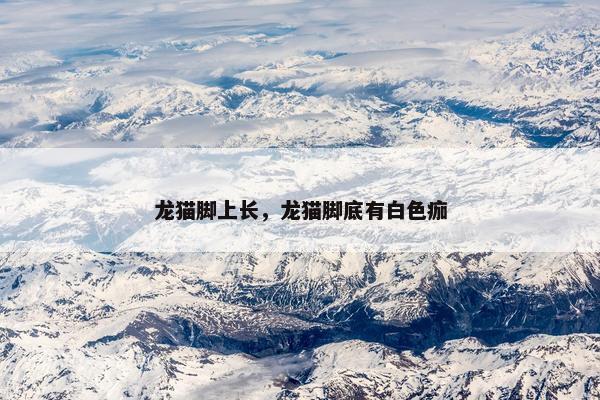 龙猫脚上长，龙猫脚底有白色痂