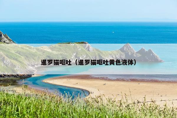暹罗猫呕吐（暹罗猫呕吐黄色液体）