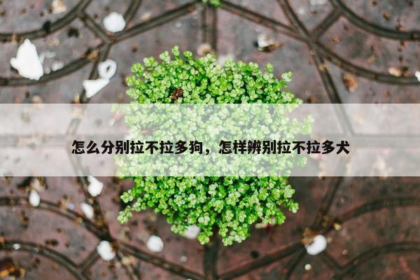 怎么分别拉不拉多狗，怎样辨别拉不拉多犬