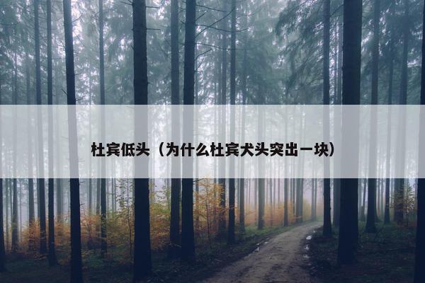 杜宾低头（为什么杜宾犬头突出一块）