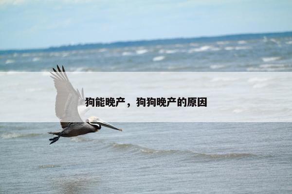 狗能晚产，狗狗晚产的原因